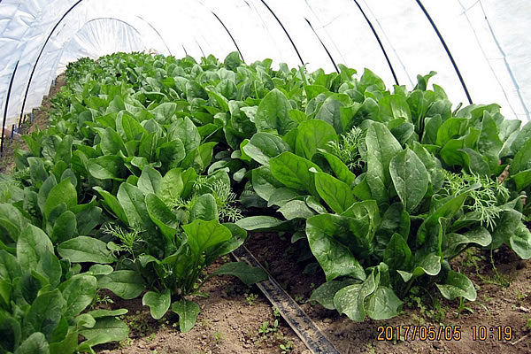 尿中の亜硝酸塩は合併症を引き起こす可能性がありますか?