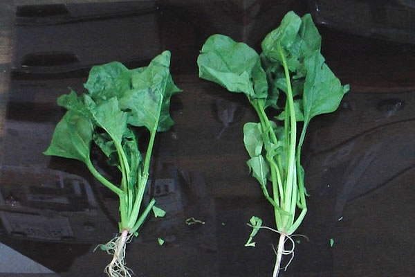 尿中に亜硝酸塩が検出された人の今後の見通しはどうなりますか?