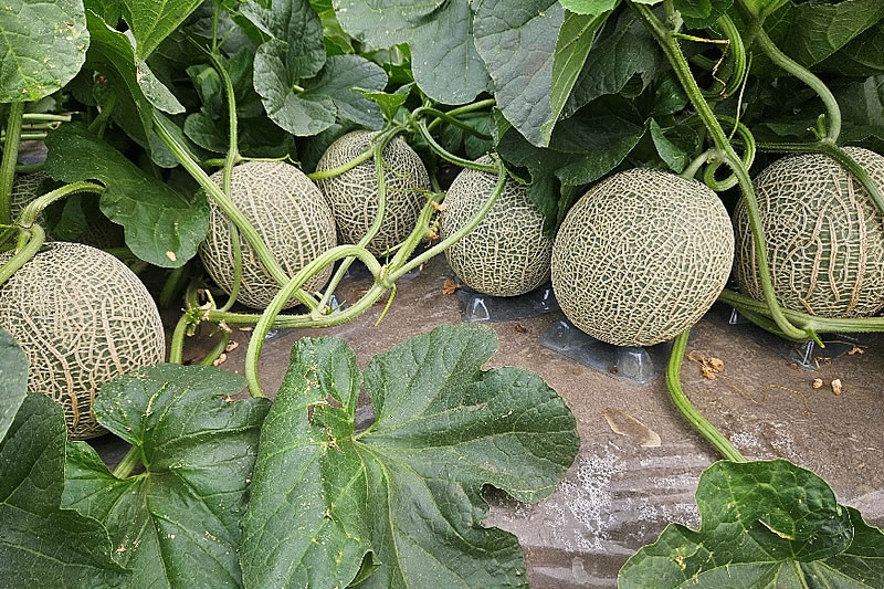 ファインバブルでメロン収穫が向上